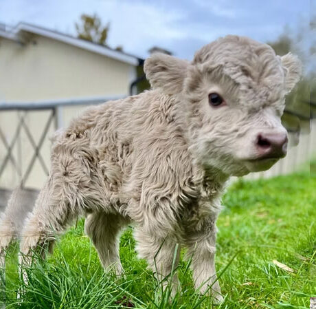 Fluffy Fluff - Female