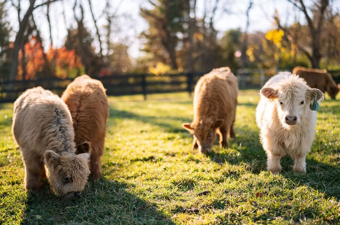 Heathy-MINI-CATTLE