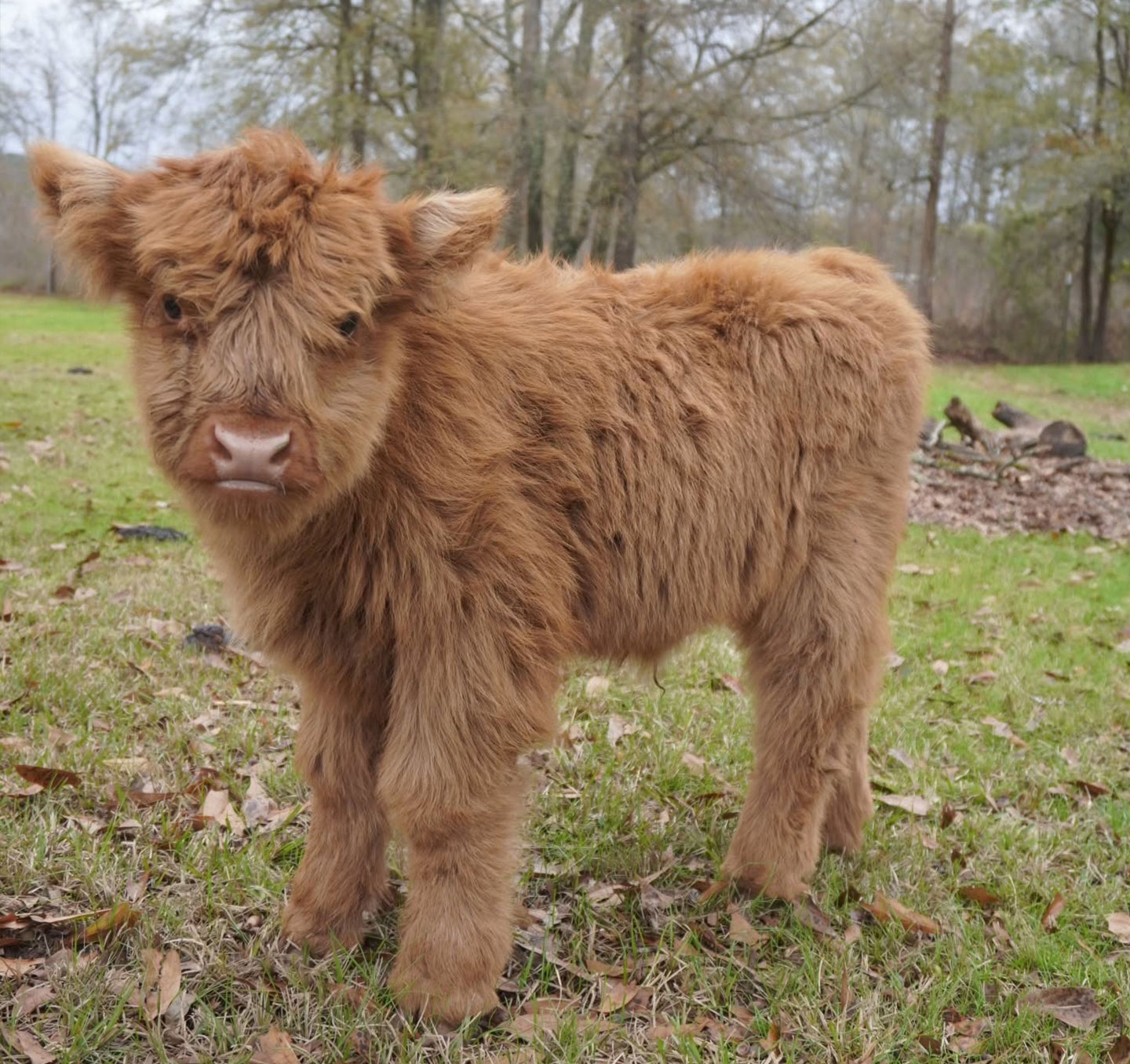 hommer -Male-Mini-Highland-cross-heife