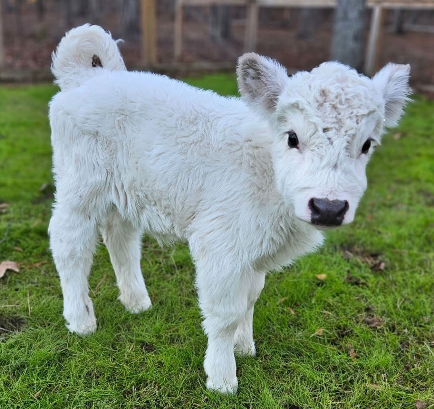 Jessy-Female-Highland-Calve