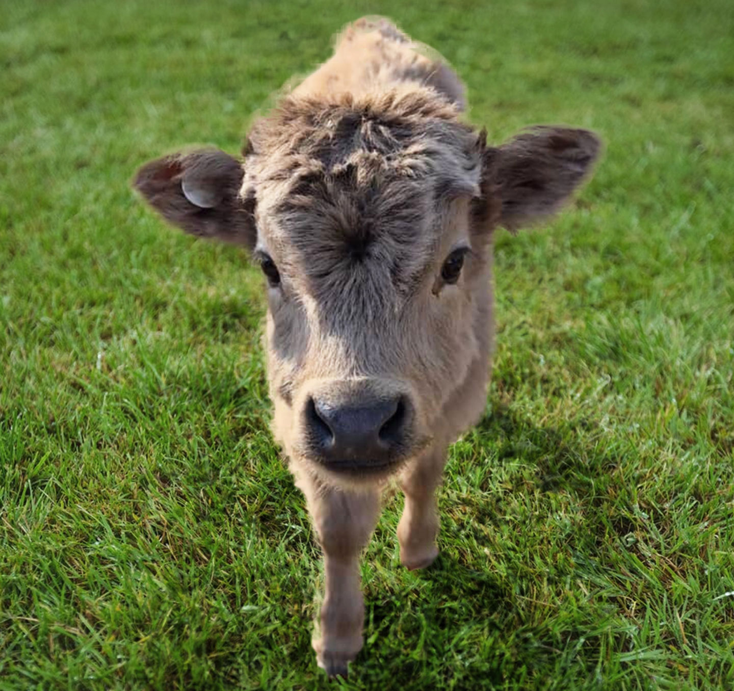 Teddy-Mini-Highland-cross-heife
